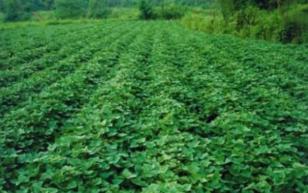 Stick to These Four Points for High Yield in Peak Period of Growth of Sweet Potatoes